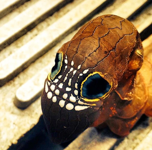 Görenler gözlerine inanamıyor